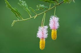 Image result for Dichrostachys