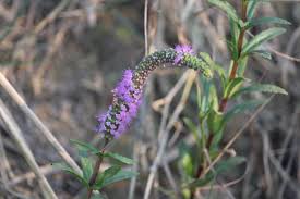 Here is some of my mums garden. Beautiful Wild Flower Beside In River Blurtter