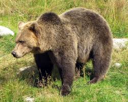 The holotype was shot by h. Extinct Mexican Silver Grizzly Bear