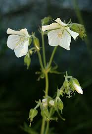Image result for Geranium mlanjense