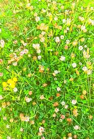 Pahiatua and district pics old and new.