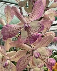 Image result for Seidelia