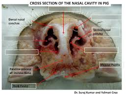 Every one to seven hours, your nasal passageways. Respiratory System Part 1 Diagram Quizlet