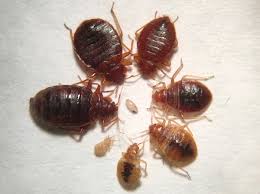 Choose the repellent that caters to your needs. Bed Bug Solutions Preferred Pest Control