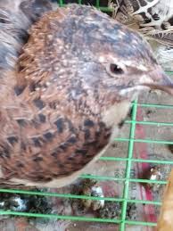 Quail Bildircin Animal Kus Doga Bildircin Quail Civciv Bildircin Kus Lime