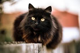 A wide variety of female long hair options are available to you, such as hair extension type, virgin hair, and material. List Of Black Cat Breeds With Pictures