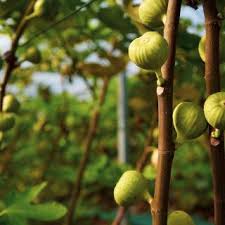 Manfaat buah tin yang pertama yaitu untuk menurunkan kadar kolesterol yang ada didalam tubuh anda, sehingga bisa juga untuk mengurangi resiko terjadinya penyakit jantung. Fig Tree Pokok Tin Stabil Shopee Malaysia