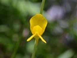 Image result for Utricularia tortilis