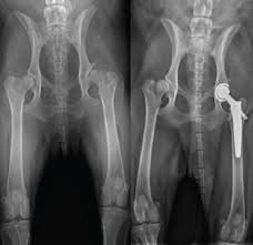 A wide variety of cat x ray options are available to you, such as quality certification, shelf life, and warranty. Hip Dysplasia Hip Conditions In Dogs Surgery Costs