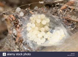 Les œufs D Araignee A Partir D Un Cocon Ouvert Probablement D Une Maison D Araignees Tegenaria Domestica Ou Atrica Photo Stock Alamy