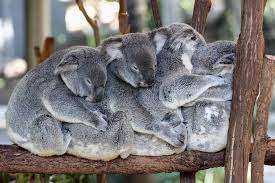 Australia On Twitter All Aboard The Cuddle Train Snuggly Koalas Via Visitbrisbane S Lonepinekoala Queensland Seeaustralia Thisisqueensland Https T Co Ncg9qgpaya