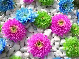 Poze cu flori imagini cu flori full hd wallpaper cu flori. Colourful Flowers In Stones Imagini Desktop 3d Imagini 3d Poze Cu Flori Poze Frumoase Imagini Frumoase