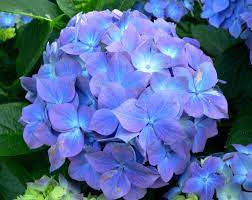 Pin On Flowers