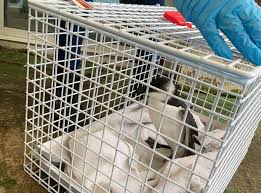 Match made every 3 minutes on care.com. Animal Jobs Gspca Guernsey