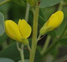 Image result for Indigofera podocarpa