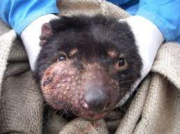 In a previous ncbi insights post. Biting Injuries And Transmission Of Tasmanian Devil Facial Tumour Disease Hamede 2013 Journal Of Animal Ecology Wiley Online Library