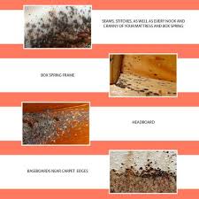 Image result for bed bugs droppings