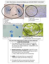 The chromosomes are easily observed through a compound light microscope. Images