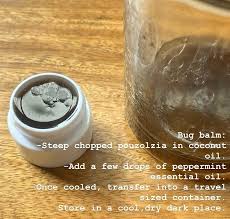 Image result for Pouzolzia guineensis