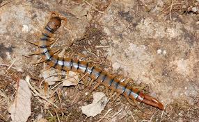 Les Mille Pattes Sont Ils Dangereux Pour L Homme