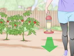 Why do cats keep coming in my garden? 4 Ways To Keep Cats Out Of A Garden Wikihow