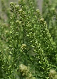 Image result for Lepidium bonariense