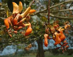 Image result for Erythrina fusca