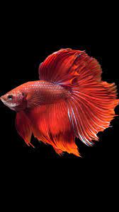 Hd Wallpapers Wallpapers Download High Resolution Wallpapers Hd Wallpapers Wallpapers Download High Resolution Wallpapers Consists Of Nature Wallpapers Betta Fish Siamese Fighting Fish Betta