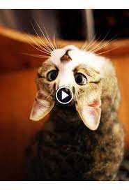 Cats Will Make You Laugh Your Head Off Funny Cat Compilation Animals Cute Kitten Gif Cute Cats
