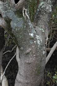 Image result for Avicennia marina