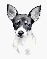 Black And White Rat Terrier Chihuahua Mix Pin By Cindy Allen On Rat Terriers Rat Terrier Art Rat Terrier Dogs Dog Pencil Drawing