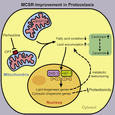 Lipid Biosynthesis Coordinates a Mitochondrial-to-Cytosolic Stress Response