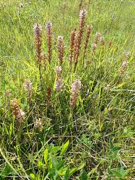 Image result for Orobanche minor