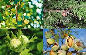 Maybe you would like to learn more about one of these? 8 Nut Trees That Are Good To Grow In New Zealand
