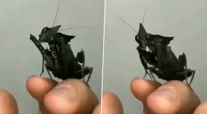 Another very interesting book on aliens on earth, but it does not focus on the alien invasion idea. Video Of An Alien Black Praying Mantis Is Going Viral On Twitter Netizens Cannot Stop Talking About The Eerie Creature Latestly