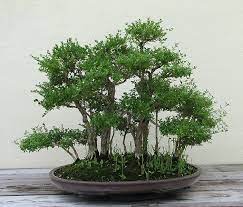 Japanese Boxthorn Indoor Bonsai Bonsai Forest Bonsai