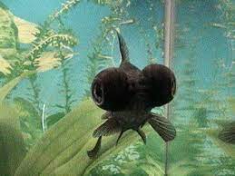 Big Eyed Fish Goldfish Fish