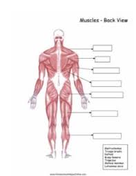 08 muscles of head and neck. Back View Muscles Worksheet Homeschool Helper Online