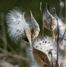 How To Collect And Grow Milkweeds To Help Monarchs And Other Pollinators Milkweed Seeds Milkweed Milkweed Plant