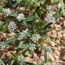 Image result for Limeum sulcatum