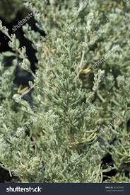 Image result for Eriocephalus