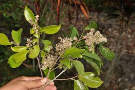 Image result for Homalium