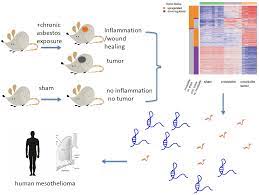 Check spelling or type a new query. Ijms Free Full Text Non Coding Transcript Heterogeneity In Mesothelioma Insights From Asbestos Exposed Mice