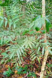 Image result for Searsia gueinzii