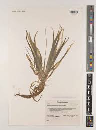 Image result for Blyxa hexandra