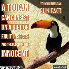 Too True Fun Facts On Instagram Toucan Tuesday Fun Fact Toucan Tuesday Animals Birds Nature Comedy Funny Parody Triviatuesday Fun Facts Facts Fun