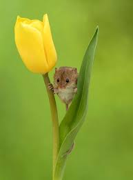 If you experience technical issues, have questions, or feel unfairly treated, please contact us through support instead. Netgeekå‹•ç‰© On Twitter Cute Animals Cute Baby Animals Animals Wild