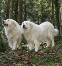 They Told Us To Take A Hike So We Did Great Pyrenees Dog Great Pyrenees Puppy Great Pyrenees