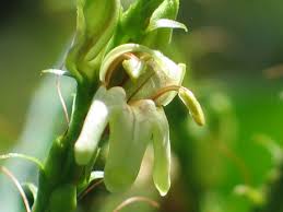 Image result for Strophanthus bequaertii