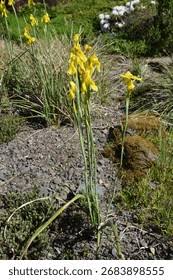 Image result for Moraea spathulata